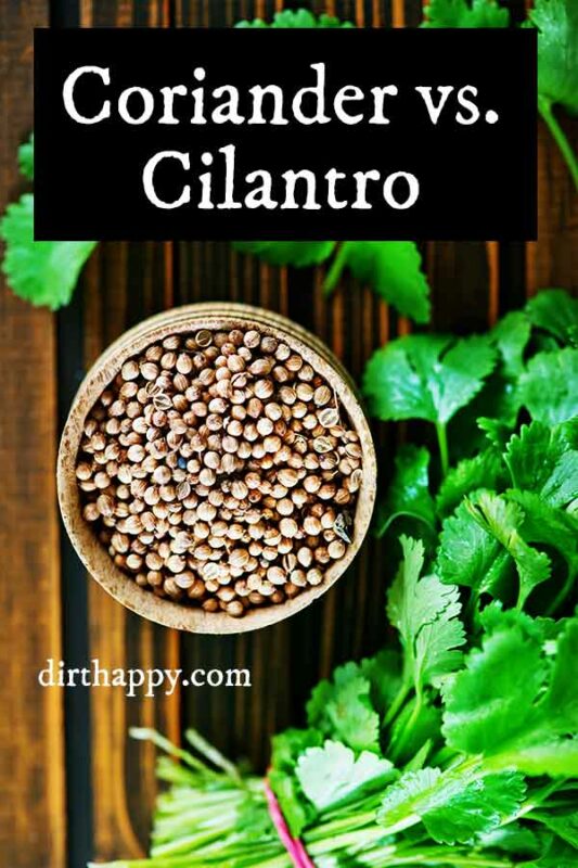Coriander vs. Cilantro What is the Difference? DirtHappy Herbs