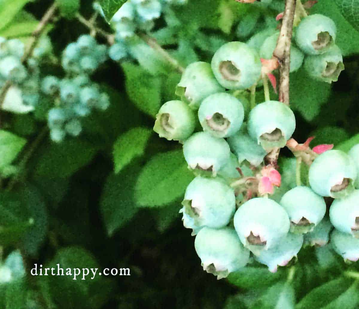 Growing Blueberries Blueberry Bush