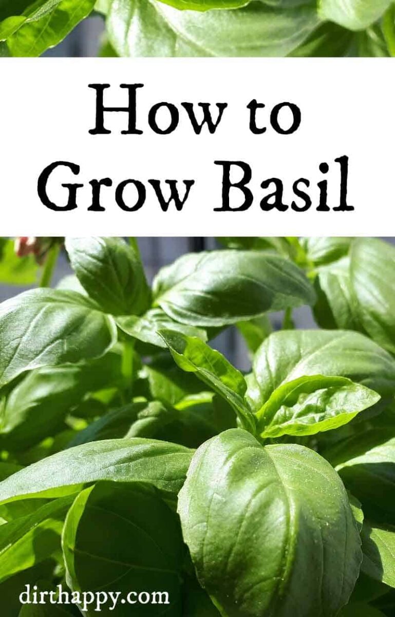 How to Grow Basil Growing Basil Plants in Your Herb Garden