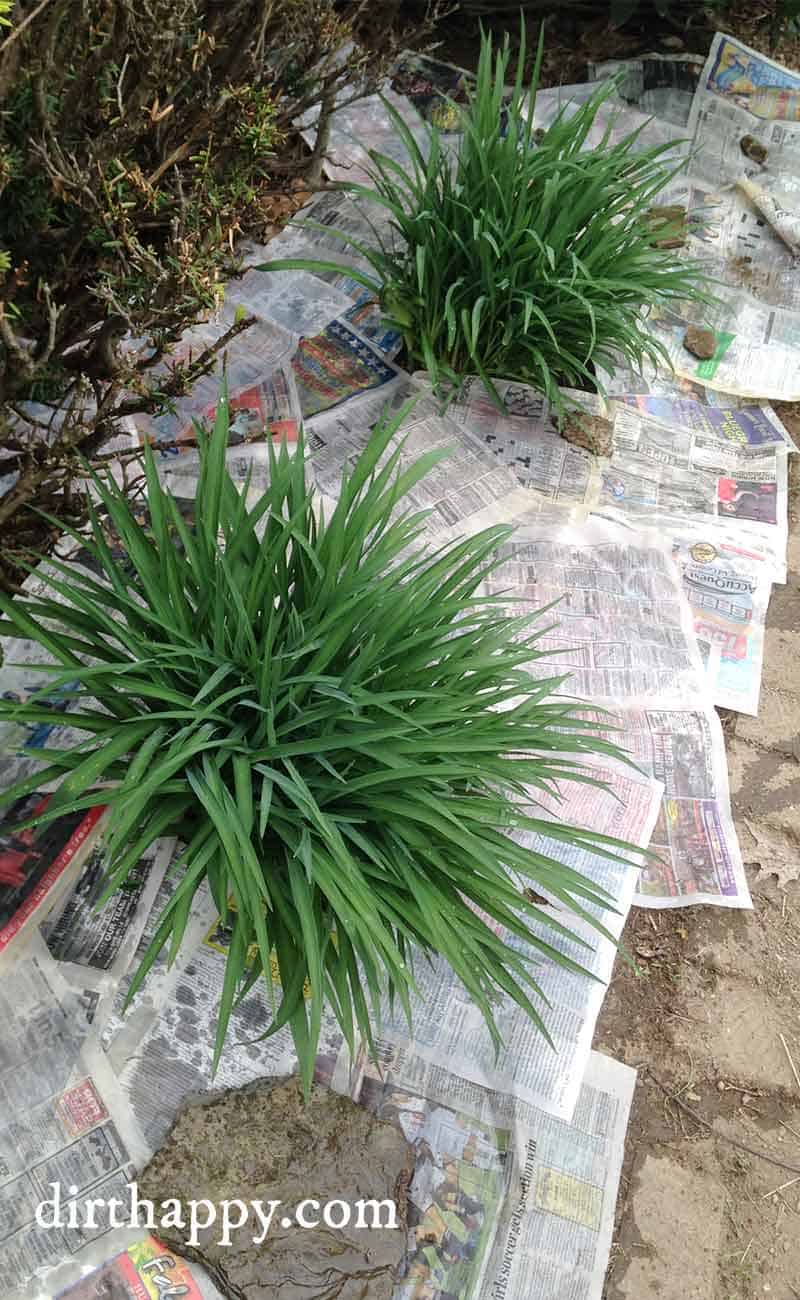 Newspaper Mulch Mulching With Newspapers in the Garden DirtHappy