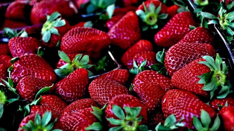 Growing Strawberries