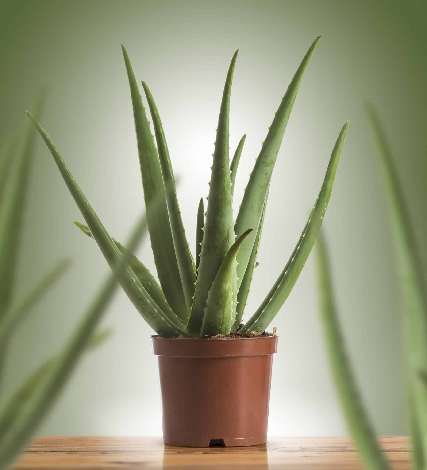 Aloe Vera Plant