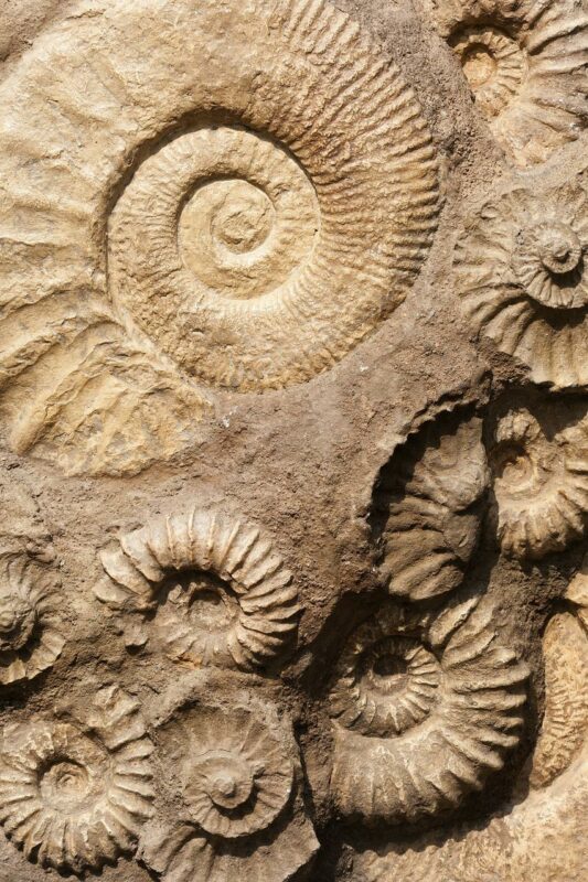 fossil collecting