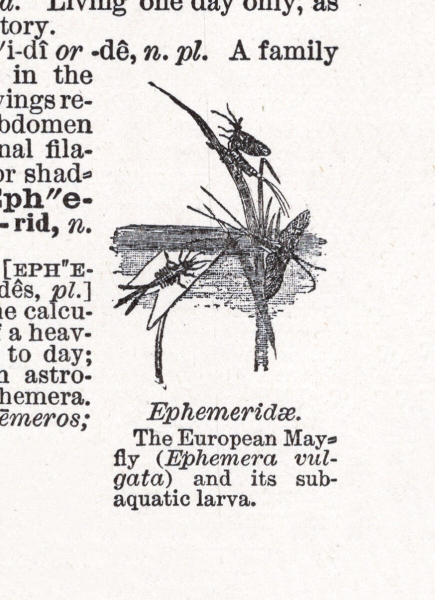 Ephemeridae Mayfly